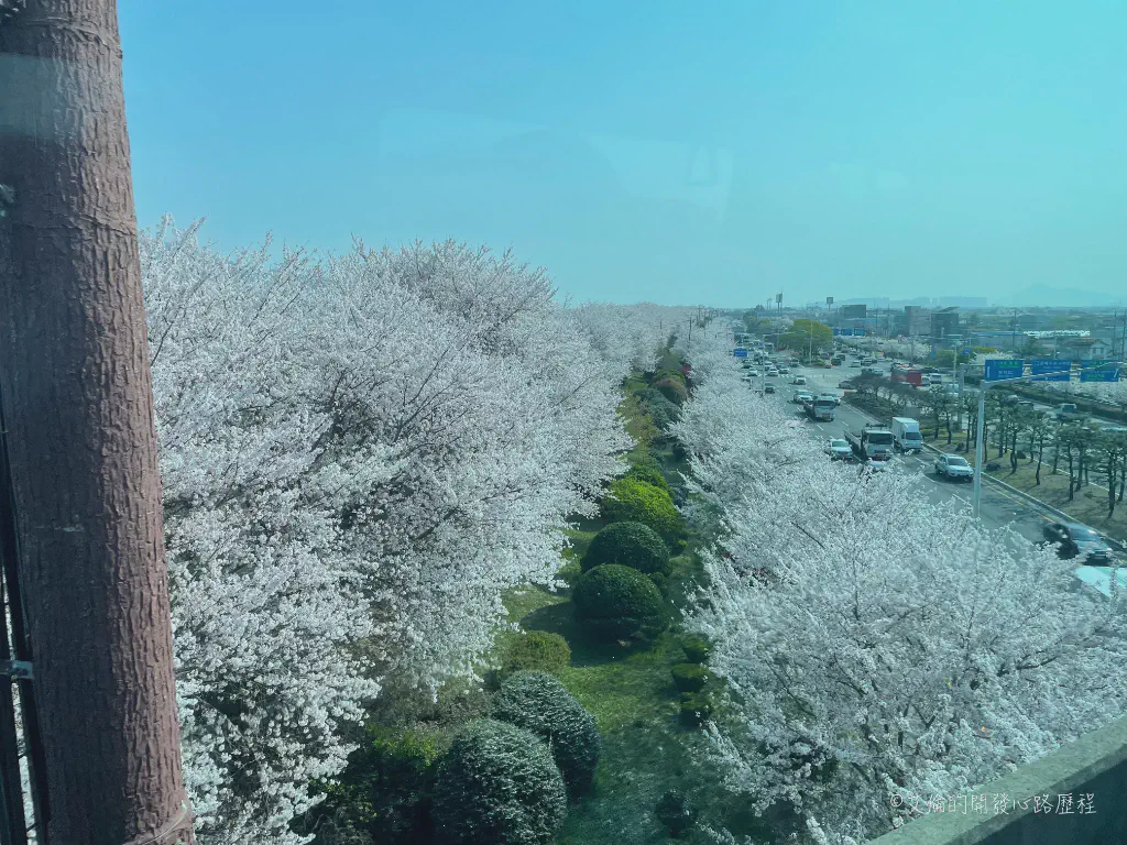 cherry_blossoms